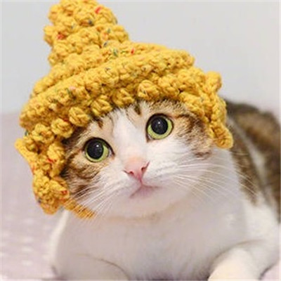 ����è������ͷ��ɰ������� ����ȫ������õ�