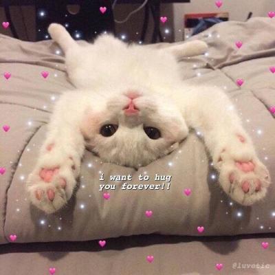 �ɰ�è��ͷ�������� �㶮�����Ǹ�è��Ů����