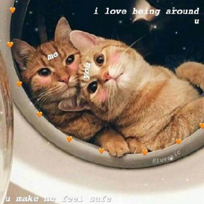 �ɰ�è��ͷ�������� �㶮�����Ǹ�è��Ů����