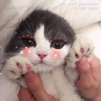 �ɰ�è��ͷ�������� �㶮�����Ǹ�è��Ů����