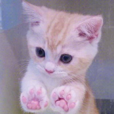 �ɰ�è��ͷ�������� �㶮�����Ǹ�è��Ů����