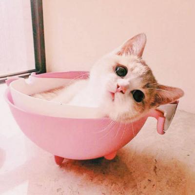 �ɰ�è��ͷ�������� �㶮�����Ǹ�è��Ů����