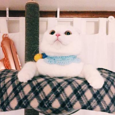 �ɰ�è��ͷ�������� �㶮�����Ǹ�è��Ů����