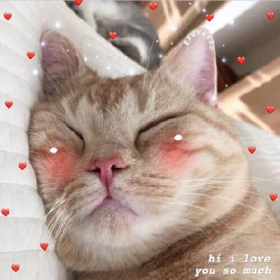 �ɰ�è��ͷ�������� �㶮�����Ǹ�è��Ů����