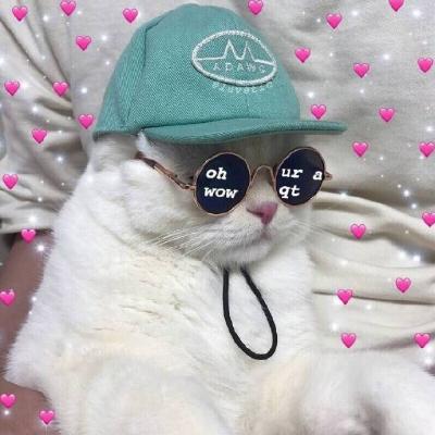 �ɰ�è��ͷ�������� �㶮�����Ǹ�è��Ů����