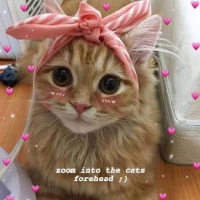 �ɰ�è��ͷ�������� �㶮�����Ǹ�è��Ů����