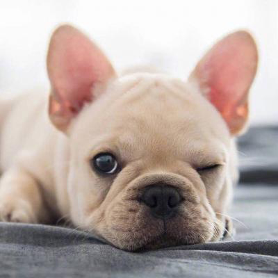 �������˵Ŀɰ�������΢��ͷ��