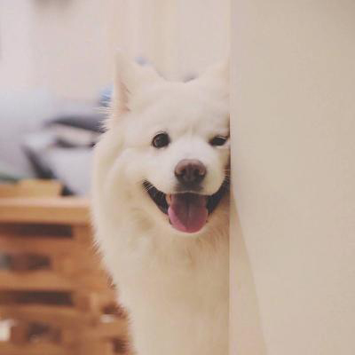 �������˵Ŀɰ�������΢��ͷ��