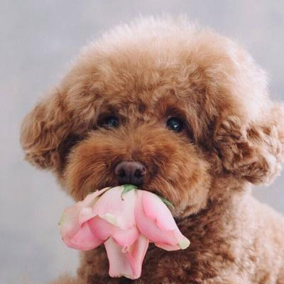 �������˵Ŀɰ�������΢��ͷ��