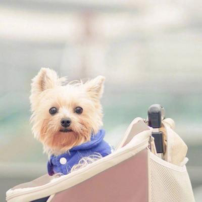 �������˵Ŀɰ�������΢��ͷ��