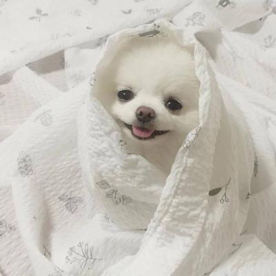 �������˵Ŀɰ�������΢��ͷ��