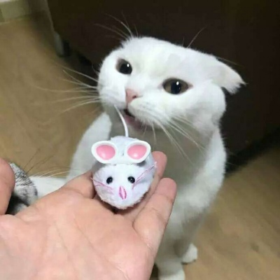 �ɰ���С����ϵ��ͷ��--²�������