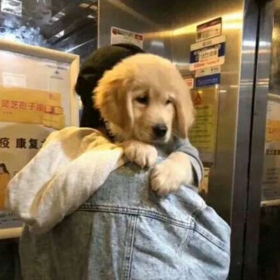 �ɰ���С����ϵ��ͷ��--²�������