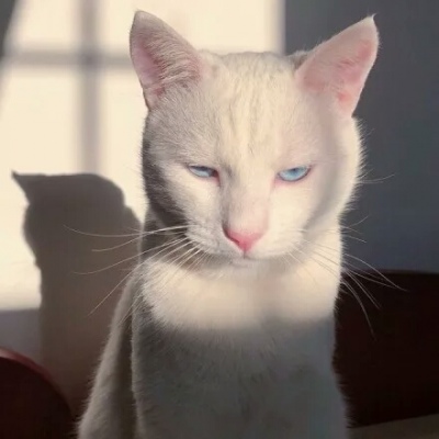 �ɰ���С����ϵ��ͷ��--²�������