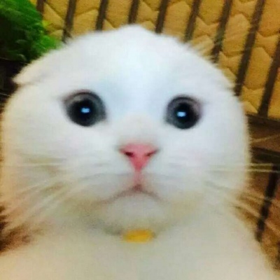 �ɰ���С����ϵ��ͷ��--²�������