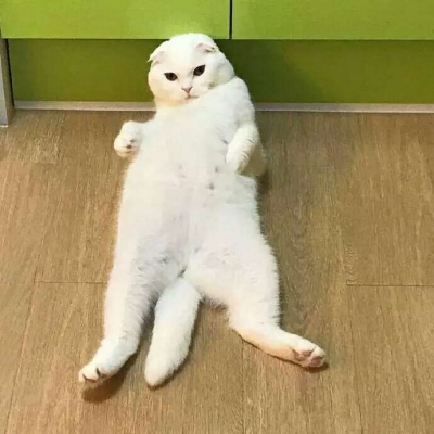 �ɰ���С����ϵ��ͷ��--²�������