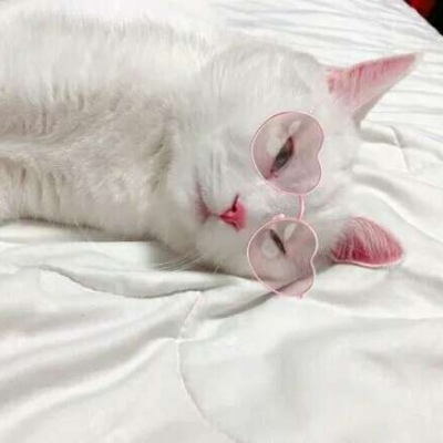 �ɰ���С����ϵ��ͷ��--²�������