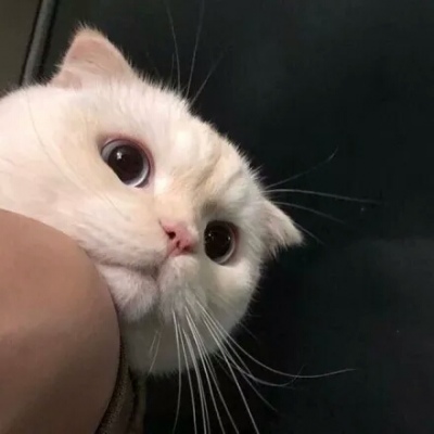 �ɰ���С����ϵ��ͷ��--²�������