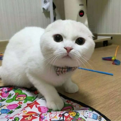 �ɰ���С����ϵ��ͷ��--²�������