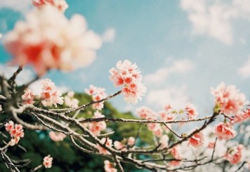 古风古韵网名:一季樱花°落满江南