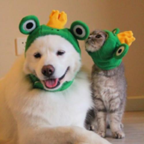 Ů�������ֿɰ�����Ӣ��-�ɰ���