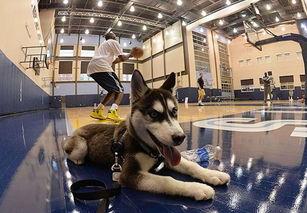 �����ĳ��ﹷ���ִ�ȫ�������-�ɰ���