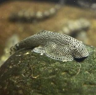 好看的给宠物鱼取好听的名字水系精灵-可爱点