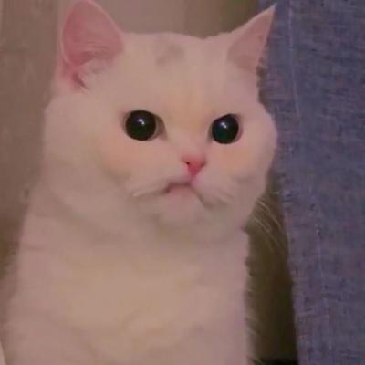 另类的四个字的宠物名字拉风出街-可爱点