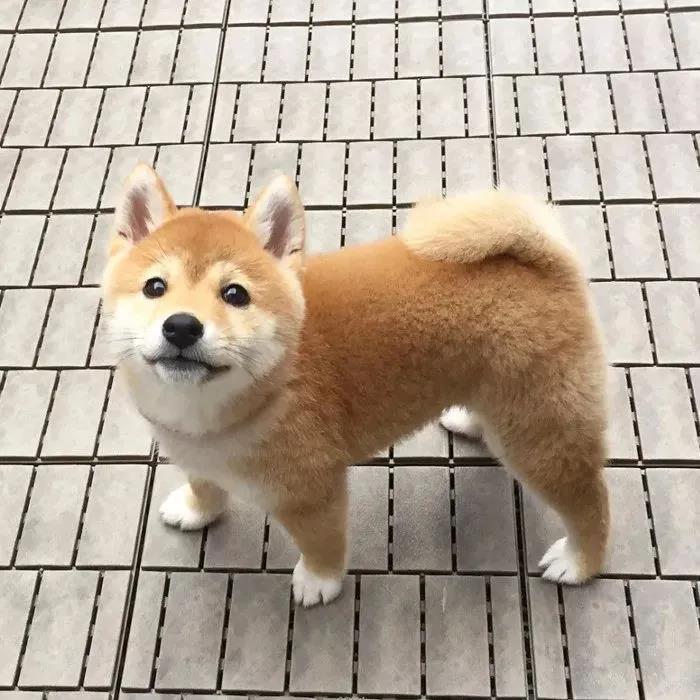 �����ֵĳ��ﹷ������ζ�ֲ�ʧ����-�ɰ���