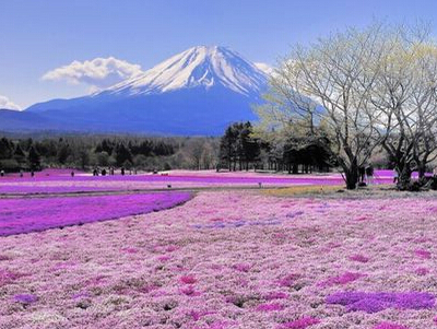 ΢�ų��������������΢������