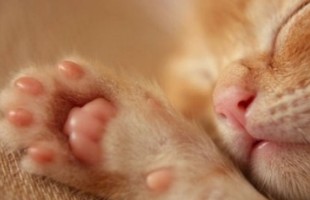 �߸��ֵİ������֣��ҵ��ġ�л������