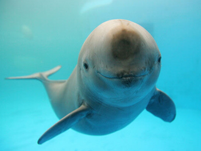 �������Ե�������cf���֣��ߌ���