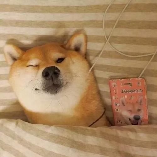 ճ�˵ĳ��ﹷ�������ִ������ֿɰ�-�ɰ���