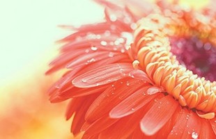 简单好看的7个字QQ网名:彼岸,奈何花yi落°