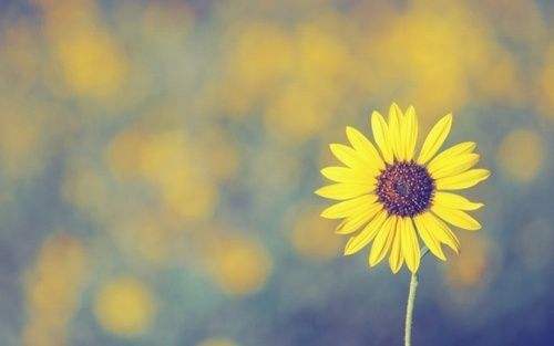 ���⾳��Ψ�������������տ��߰�ؼ��Ϊ����̫��