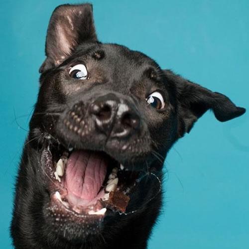 ë�̳ʲ���״�ĺ�ɫ�ĳ��ﹷ����������Ȯ-�ɰ���