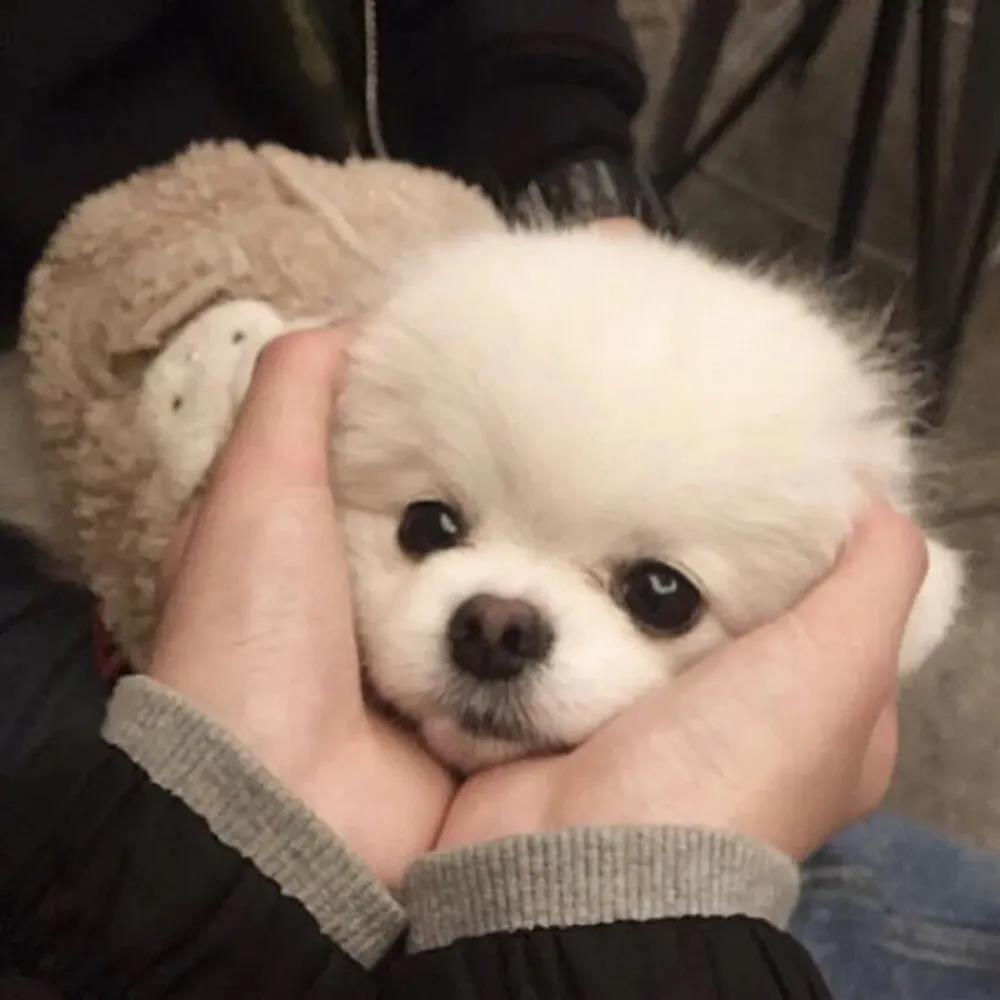 ������ȡ���������ִ�ȫ��Ԣ��-�ɰ���