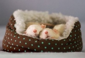 �򵥵���������������ȵ�����