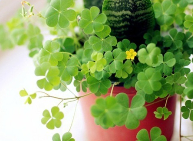 ����ֵĳ���������ȫ��ǳ�ġ�ҹδ��