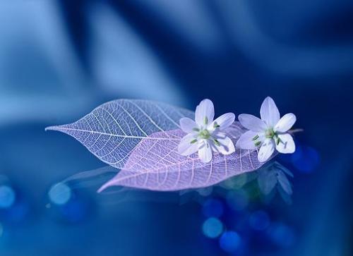 优雅悦耳富含诗意的网名,事与愿违故不知爱