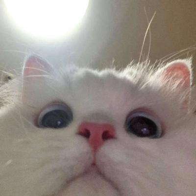 �����߹�ĳ��﹫è���������ظ�-�ɰ���