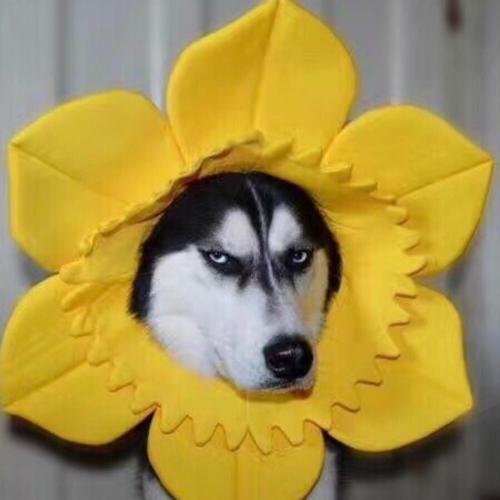 ��������������������������-�ɰ���