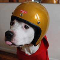 �������Ƶĳ���С�����ִ�ȫע����ƽ��-�ɰ���