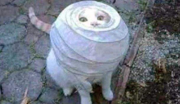 �����������ĸ�Ц�������׿�ˮװʲô��ţ��