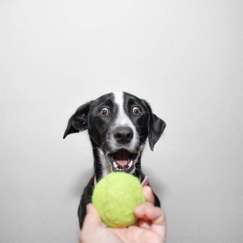 ����������ĳ��ﹷ���ְ���ӵ�г�ǿ�ĸ�����-�ɰ���