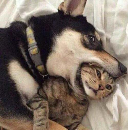 超级甜腻的宠物狗狗情侣名字浪漫气息-可爱点