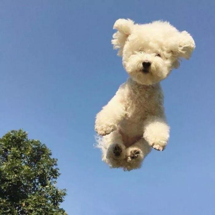 ɳ���ֲ�ʧ��г�ĳ��ﹷ��������-�ɰ���