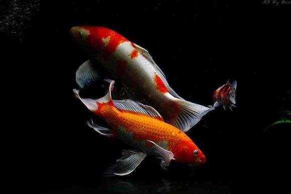 带有鱼字的小清新男生网名,和鱼有关的唯美男生名字