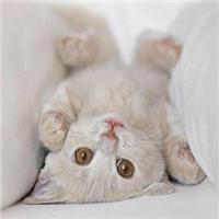 �ſ��д���ĳ������ֹ�Ӣ���������߼���-�ɰ���