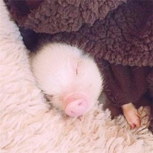 С�ڵĳ�������������˳����-�ɰ���